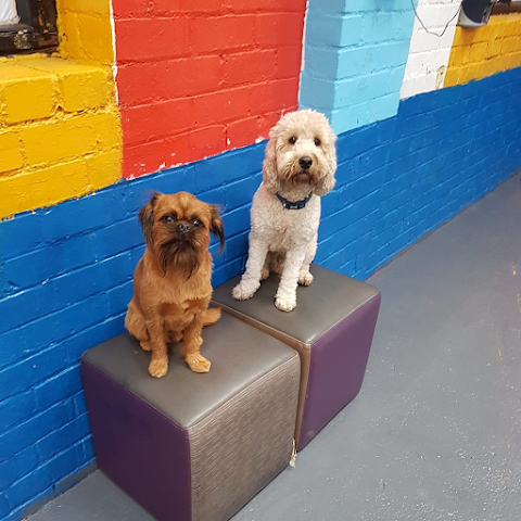 Pawprints doggy daycare