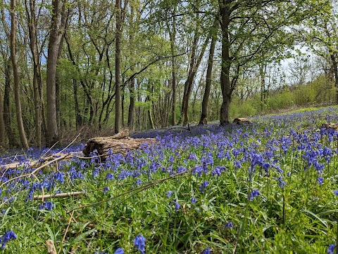 Colerne Park and Monk's Wood