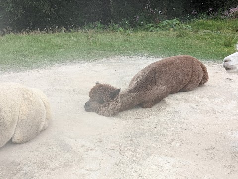 Calderbrook Alpacas