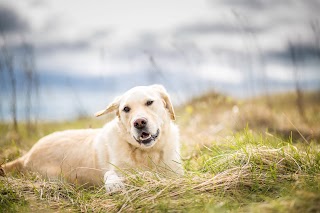 Meath Coast Dog Walking