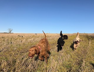 This Way Pup - Dog Walker Banbury