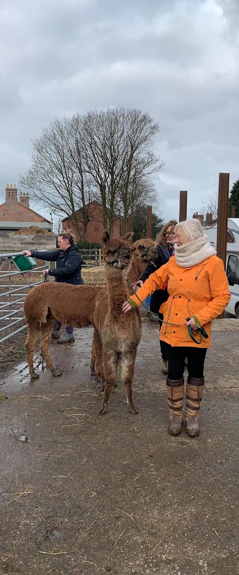 Hassall Alpacas Cheshire