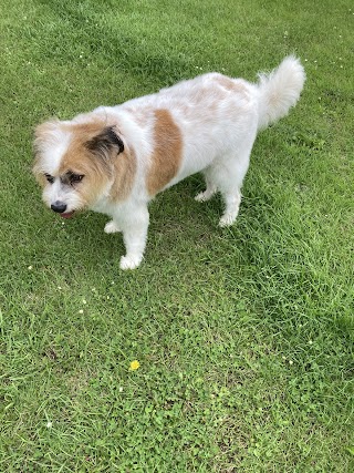 Dapper dogs pet centre and quality grooming salon