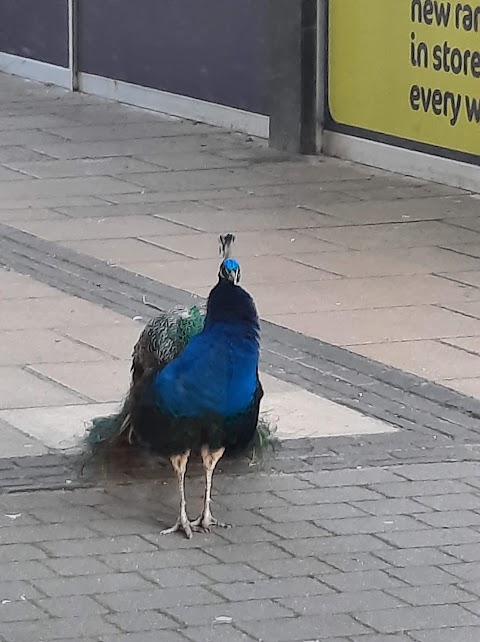 The Peacocks Veterinary Clinic