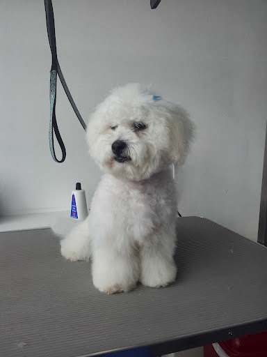 Canny Cuts Dog Grooming