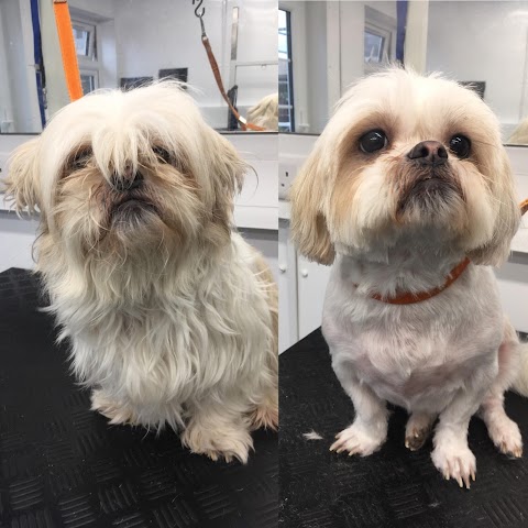 Poocilicious Dog Groomers