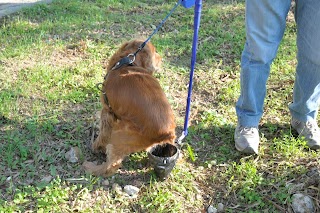 The Cinchy Doggie Bag