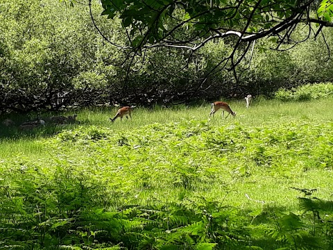 Bolderwood Deer Sanctuary