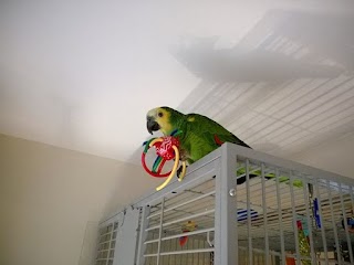 Parrot Essentials - Online Pet Store