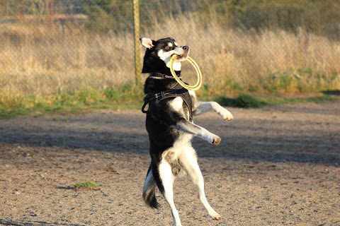 Run Free Dog Fields - Inchinnan