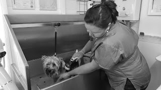 Shaggy to Chic Pet Grooming Service