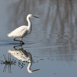 Ramsdale hide