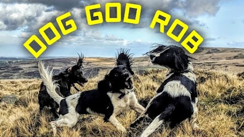 Dog God Rob - Dog Walker and Pet Sitter