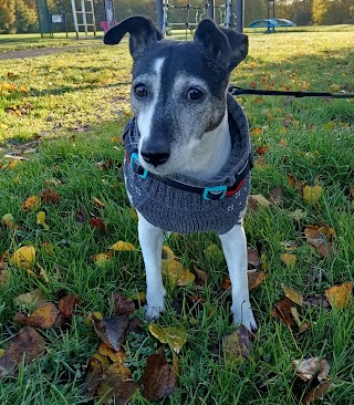 Walking to wagging tails