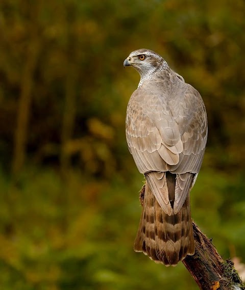 Loch Lomond Bird of Prey Centre