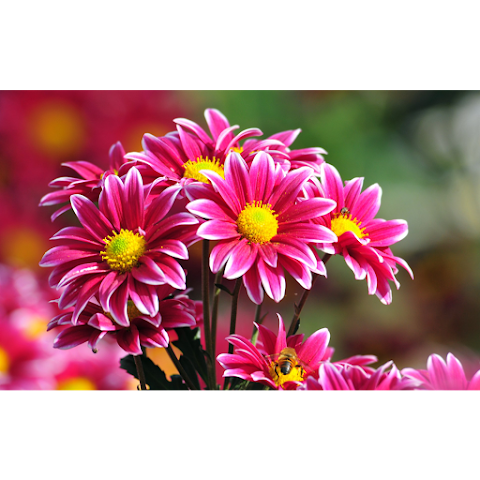 The Flower Shed