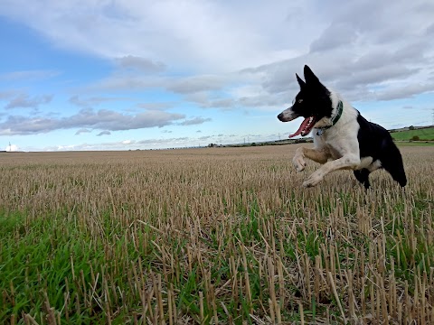 Buddy's Walking Adventures