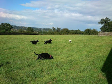 Highwood Boarding Kennels