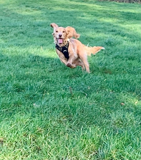 Orchard Kennels & Cattery