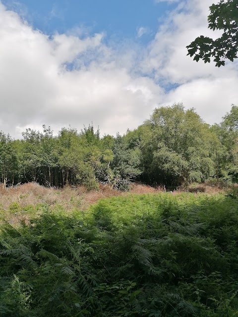 Castlewellan Country Park