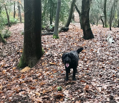 Waggy Trails Dorking - Dog walker and day care