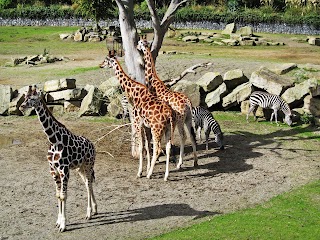 Dublin Zoo