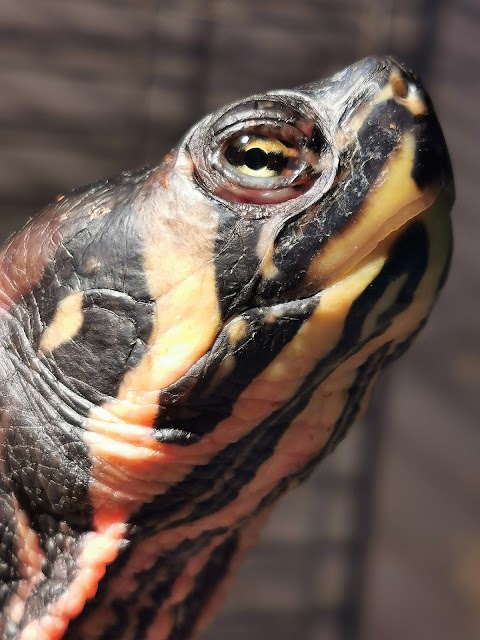 Shell-Tur Turtle & Reptile Rescue