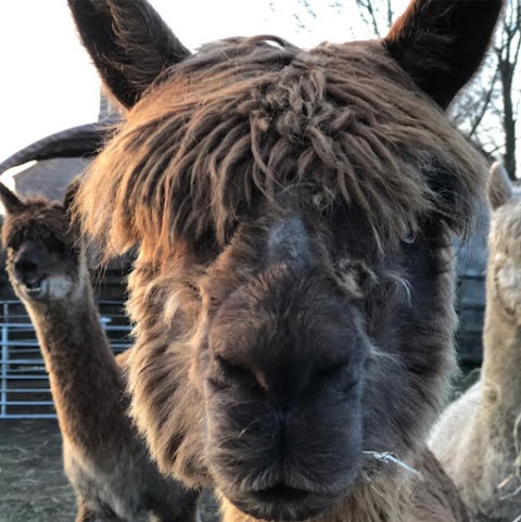 Hassall Alpacas Cheshire