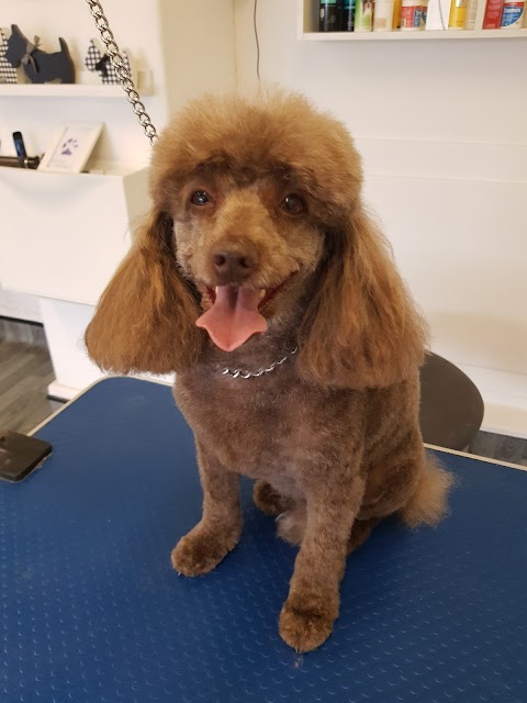 Mucky Mutz Dog Grooming Latchford