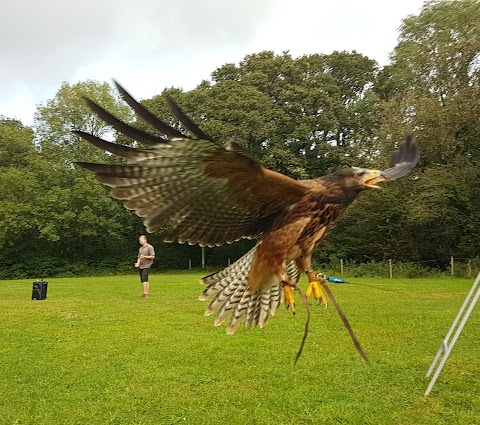 Haven Falconry Bird of Prey Centre