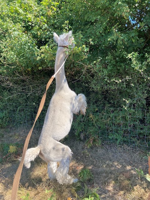 Burnt Fen Alpacas