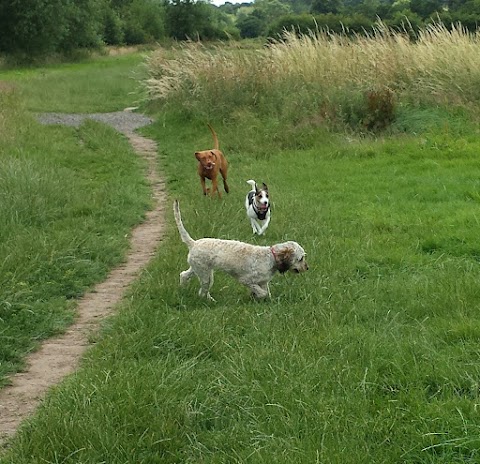 CANINE CAPERS OF CHESTER