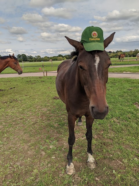 Waverley Equestrian Training Centre & The Three Bees