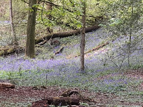 Borsdane Wood