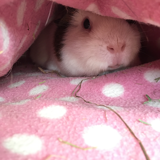 Jack's Pad Guinea Pig Boarding