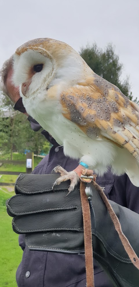 SMJ Falconry