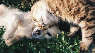 The Cat and Dog Nanny