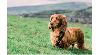 The Dachshund Nanny home boarding & daycare