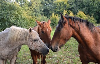 Farm & Stable Supplies