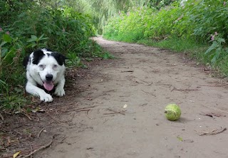 Hessle Dog Walking Service