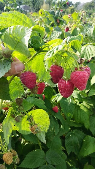 berry family shop