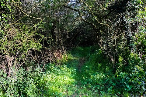 Bay Willow Cattery