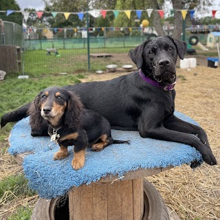 Fetch Doggy Day Care