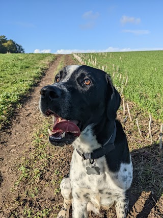 Hounds of Shrewsbury