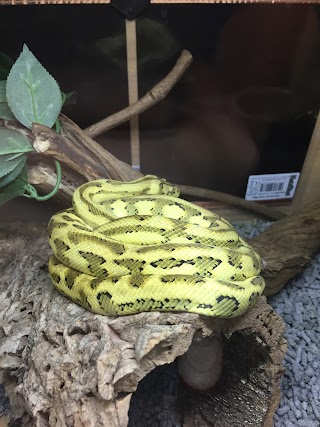 Bristol Reptile Emporium