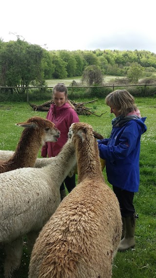 Downswood Alpacas