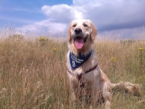 Doggie Holiday Homes