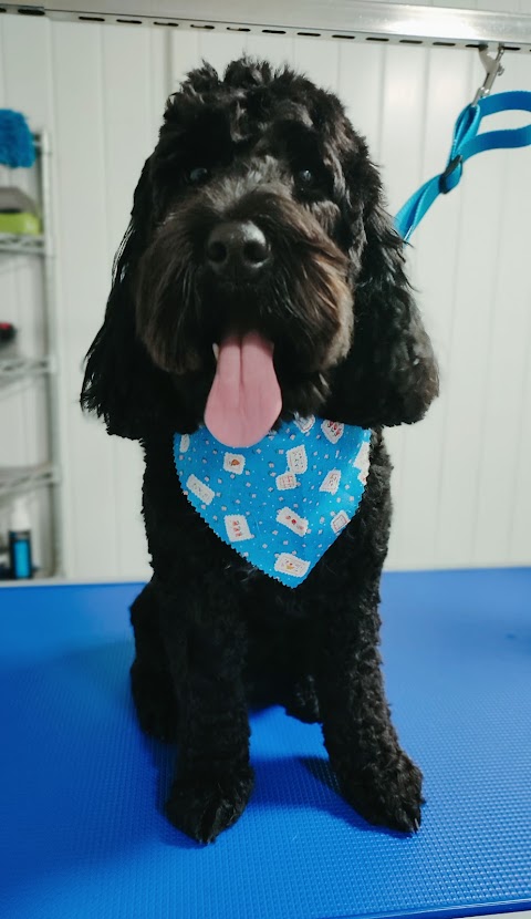 Wagz Dog Grooming