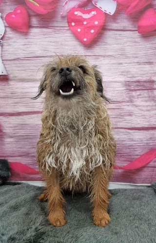 Vanity Fur Dog Grooming Limited