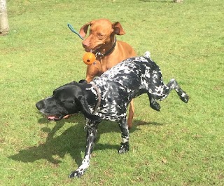 Coalford Canine Retreat